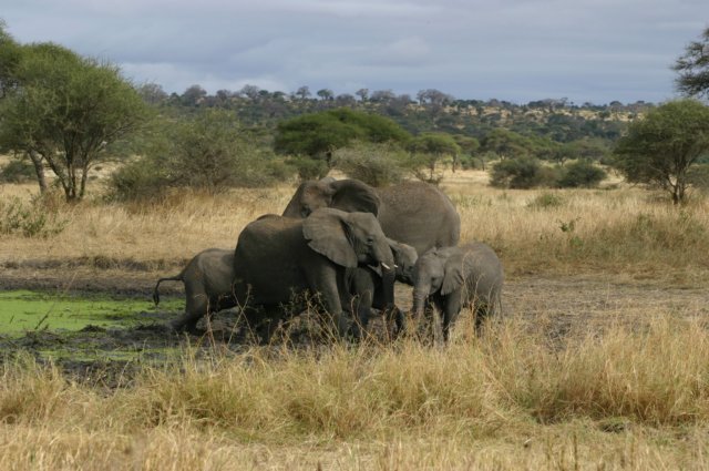depoelvolmetolifantenfamilie.jpg