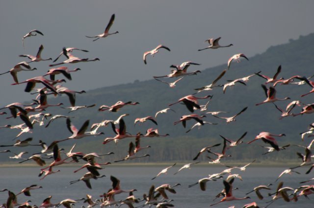 flamingosopdevlucht.jpg