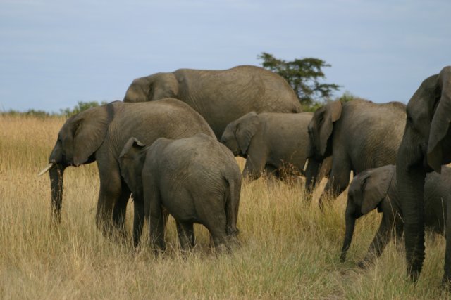 olifantenfamilie.jpg