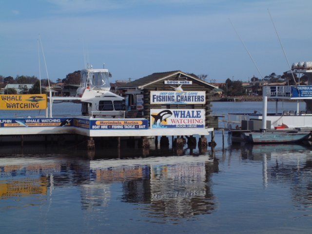 whalewatchinginmerimbula.jpg