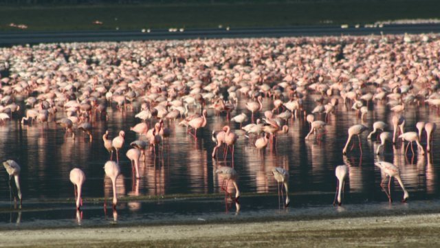 duizendenflamingosinhetnakurumeer.jpg