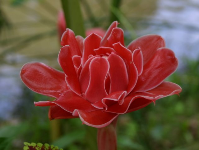 orchidee.jpg