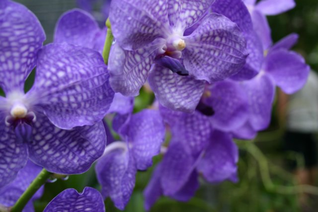 orchidenkwekerij.jpg