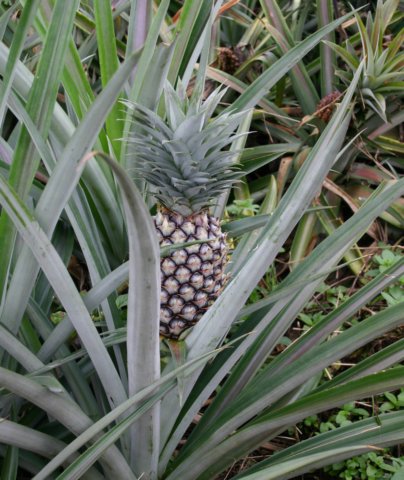 verseananas.jpg